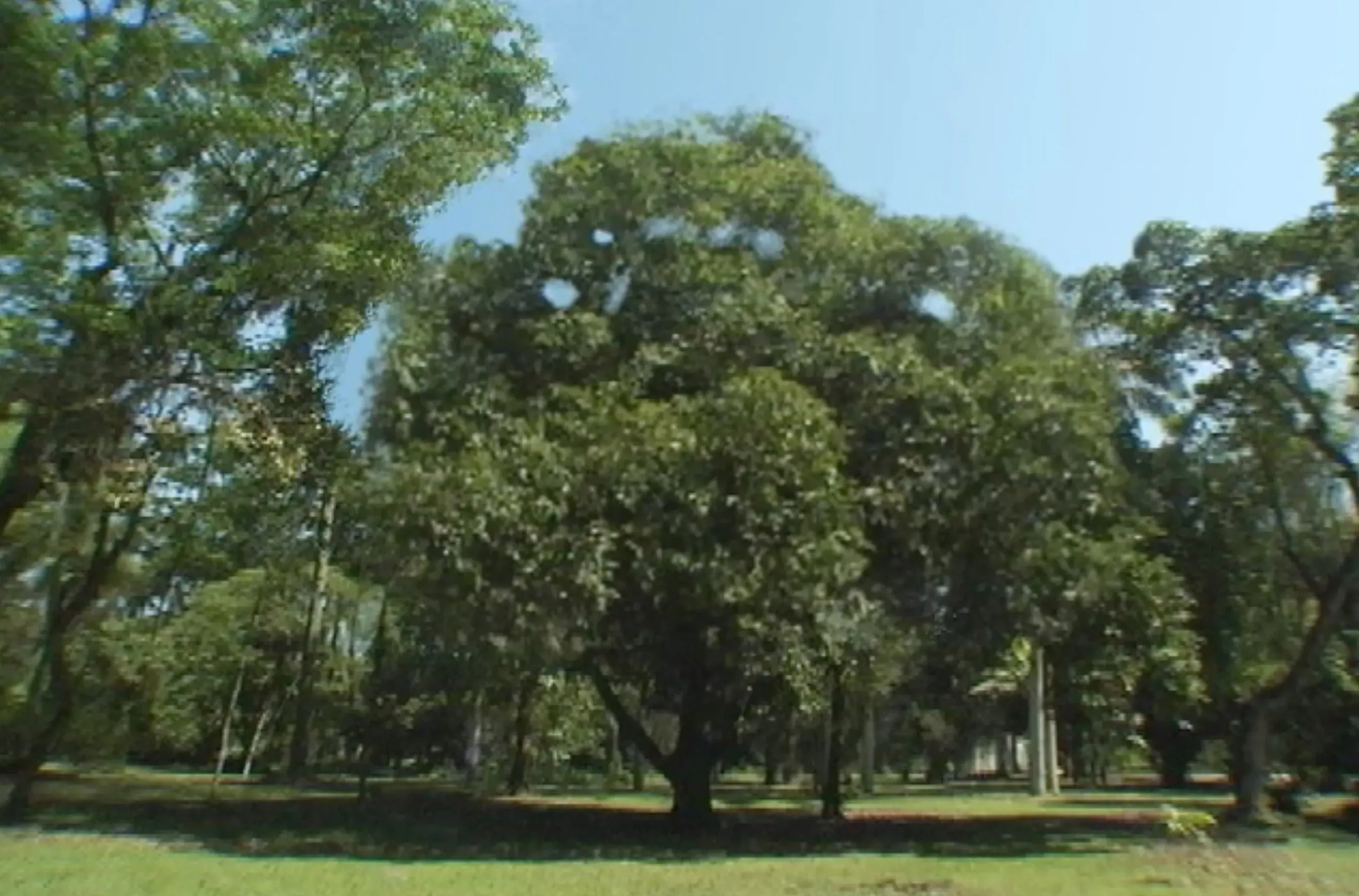 Katia Maciel — Uma árvore, 2009