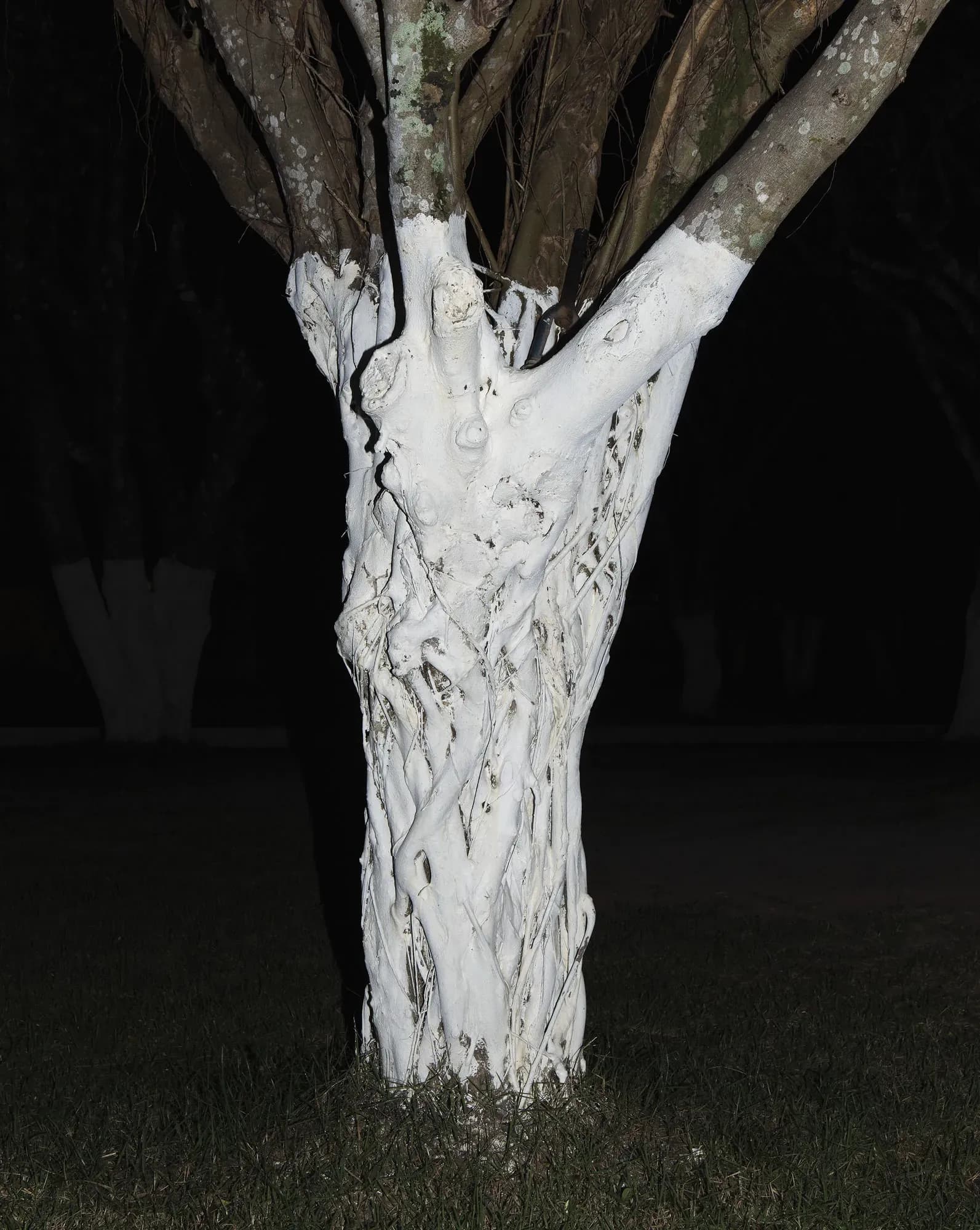 André Penteado — Sem título (Tronco branco), 2015