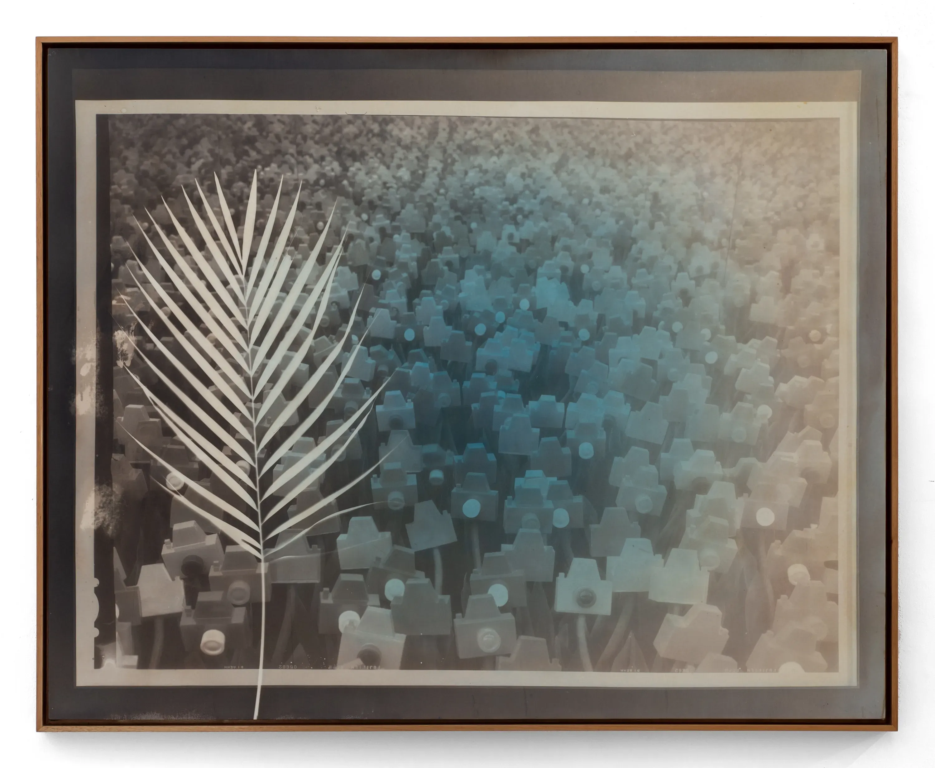 André Feliciano — Flores para Vilém Flusser 13, 2023