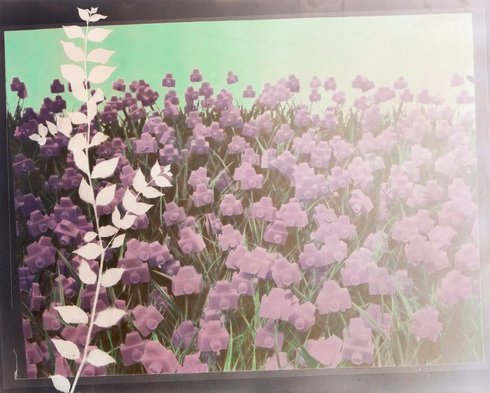 André Feliciano — Flores para Vilém Flusser 8, 2023
