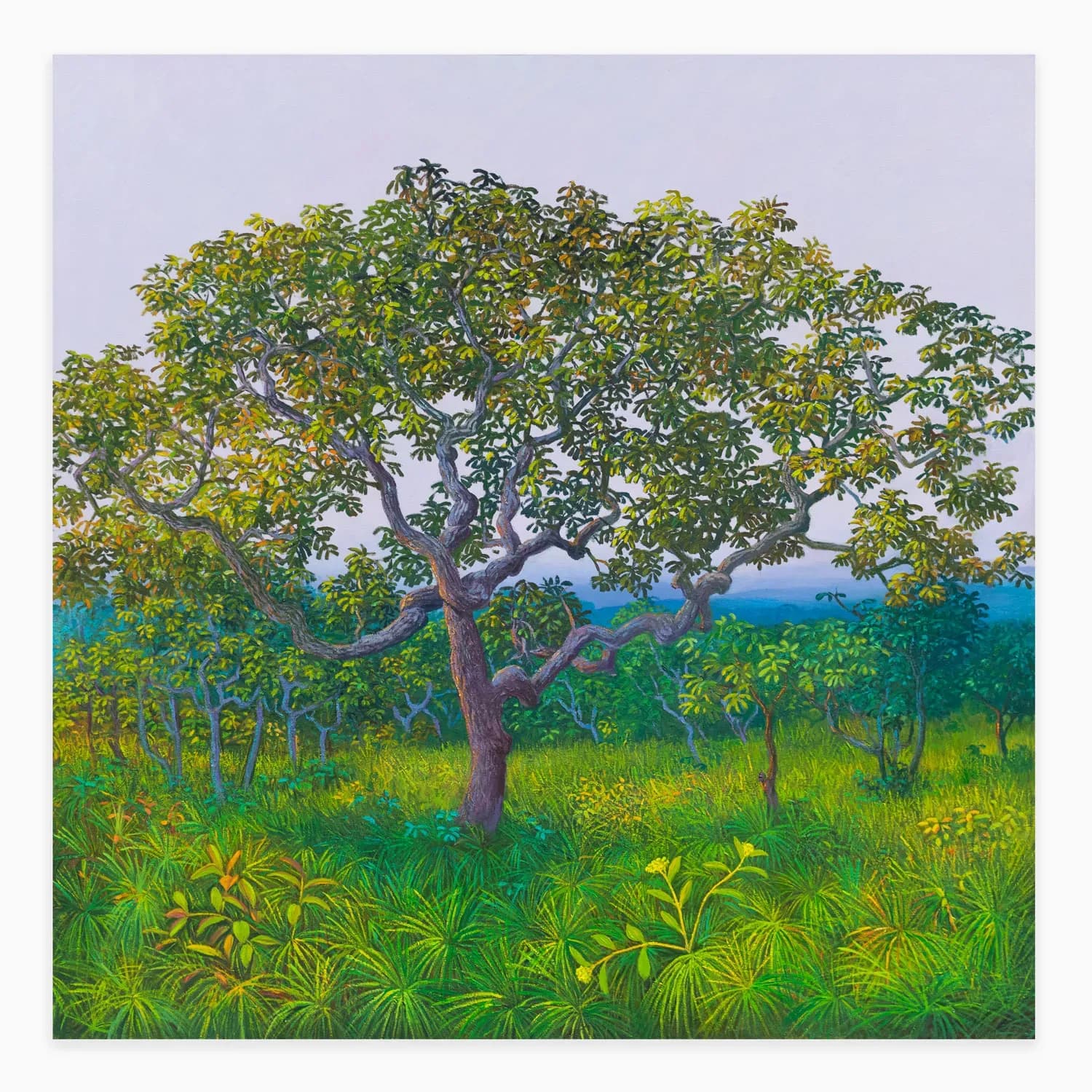 Miguel Penha Chiquitano — Morcegueira do cerrado, 2025