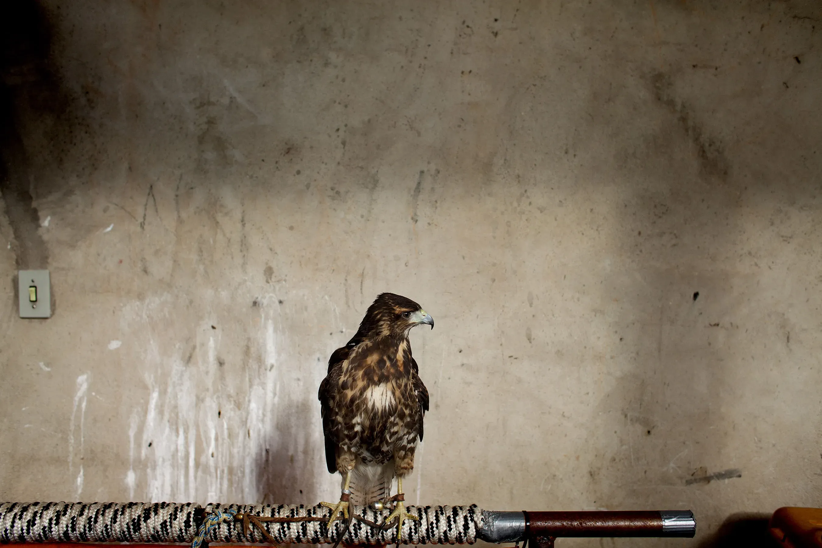 João Castilho — Gavião, 2014