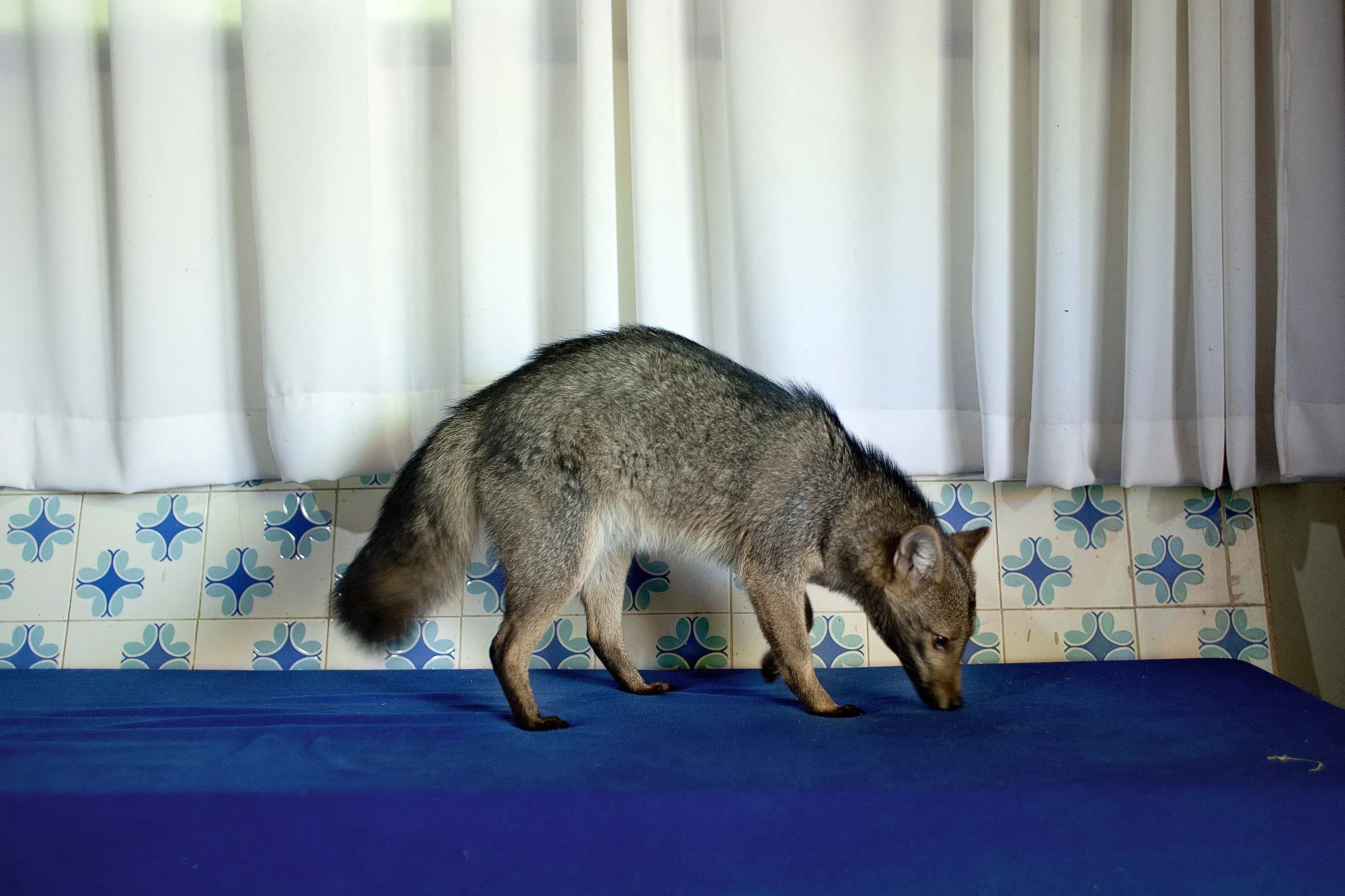 João Castilho — Raposa, 2014