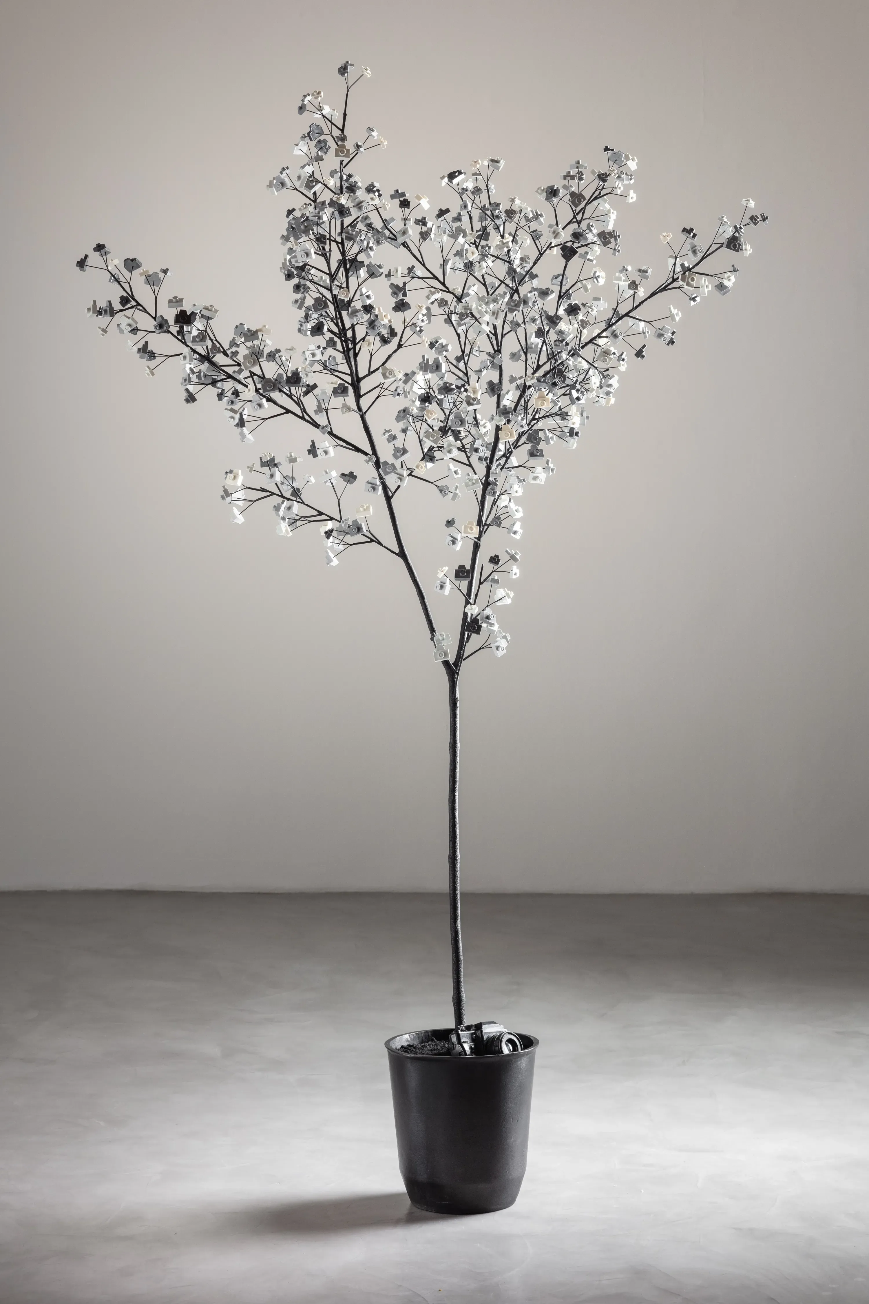 André Feliciano — Árvore fotográfica p/b, 2020