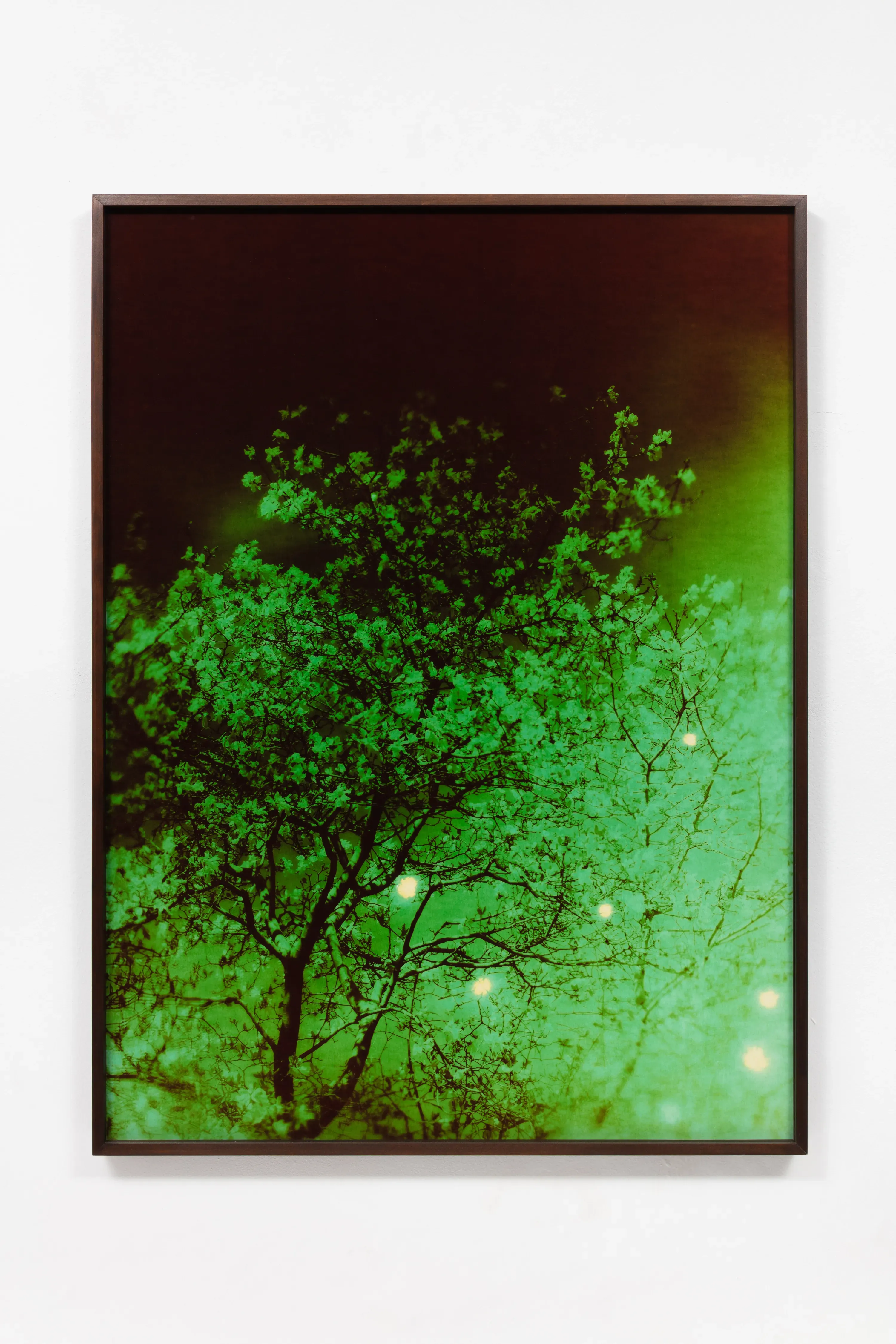 André Feliciano — Vaga-lumes fotográficos 1, 2020