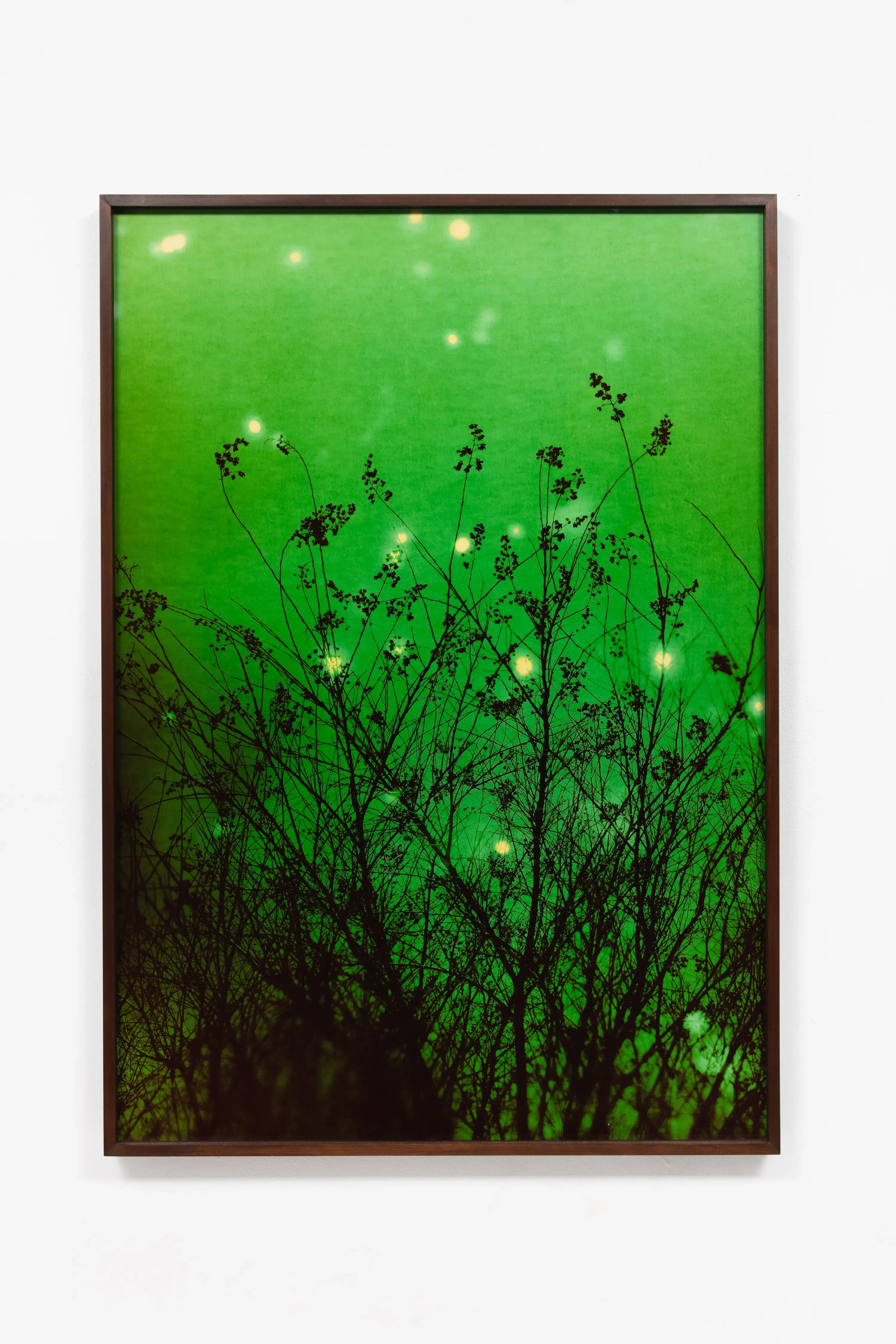 André Feliciano — Vaga-lumes fotográficos 8, 2020