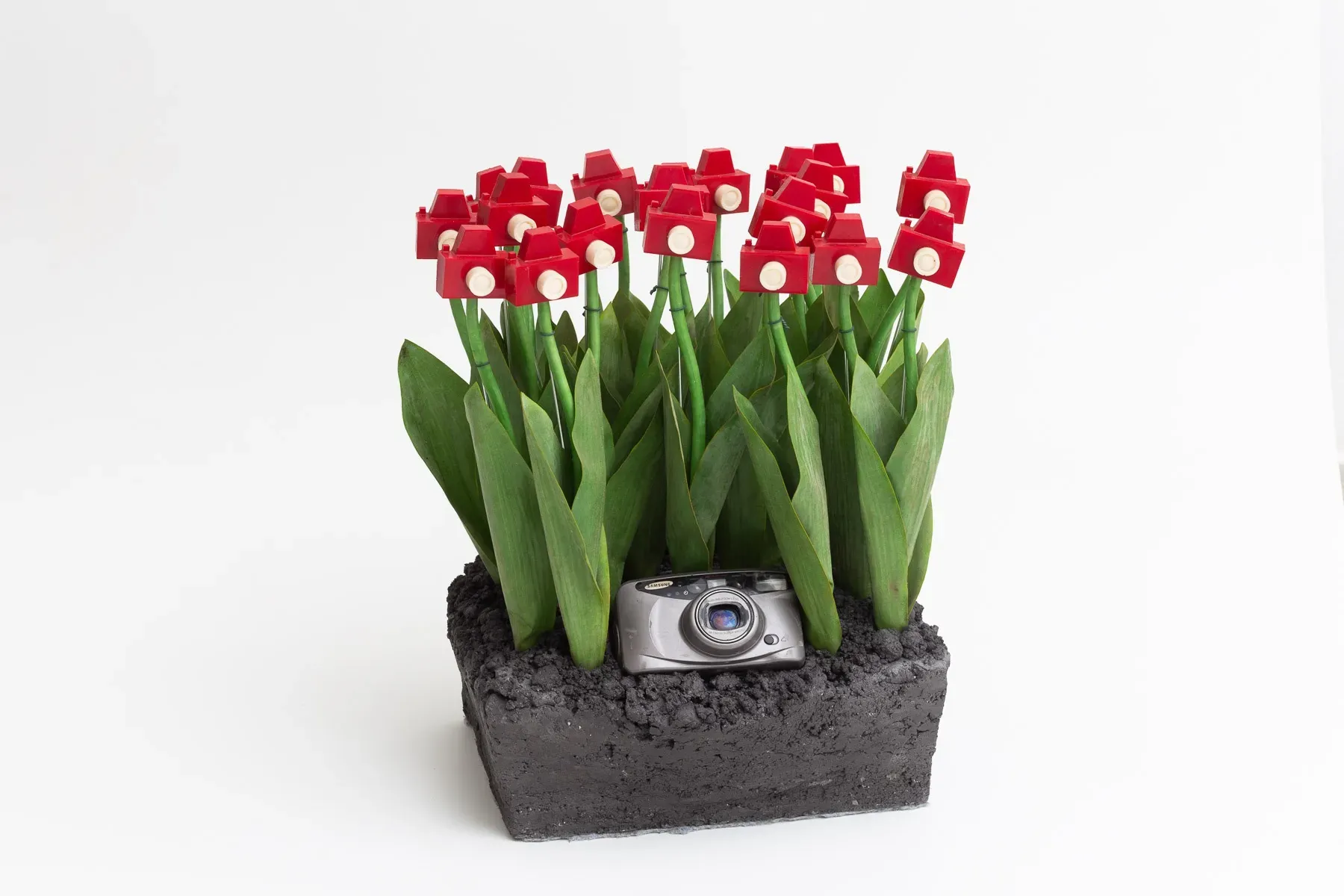 André Feliciano — Mini jardim fotográfico com câmera, 2021