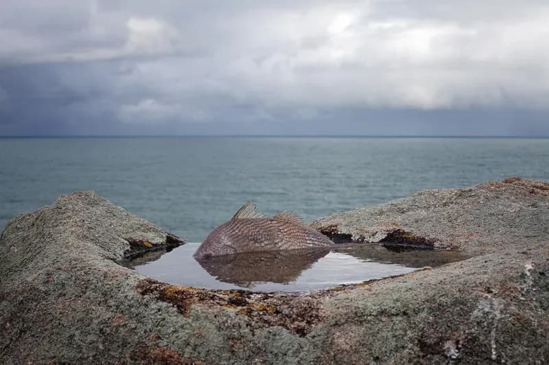 Rodrigo Braga — Ilha-mar, 2013