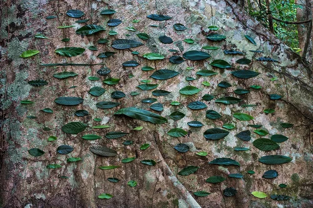 Rodrigo Braga — Inventário de peixes verdes, 2013