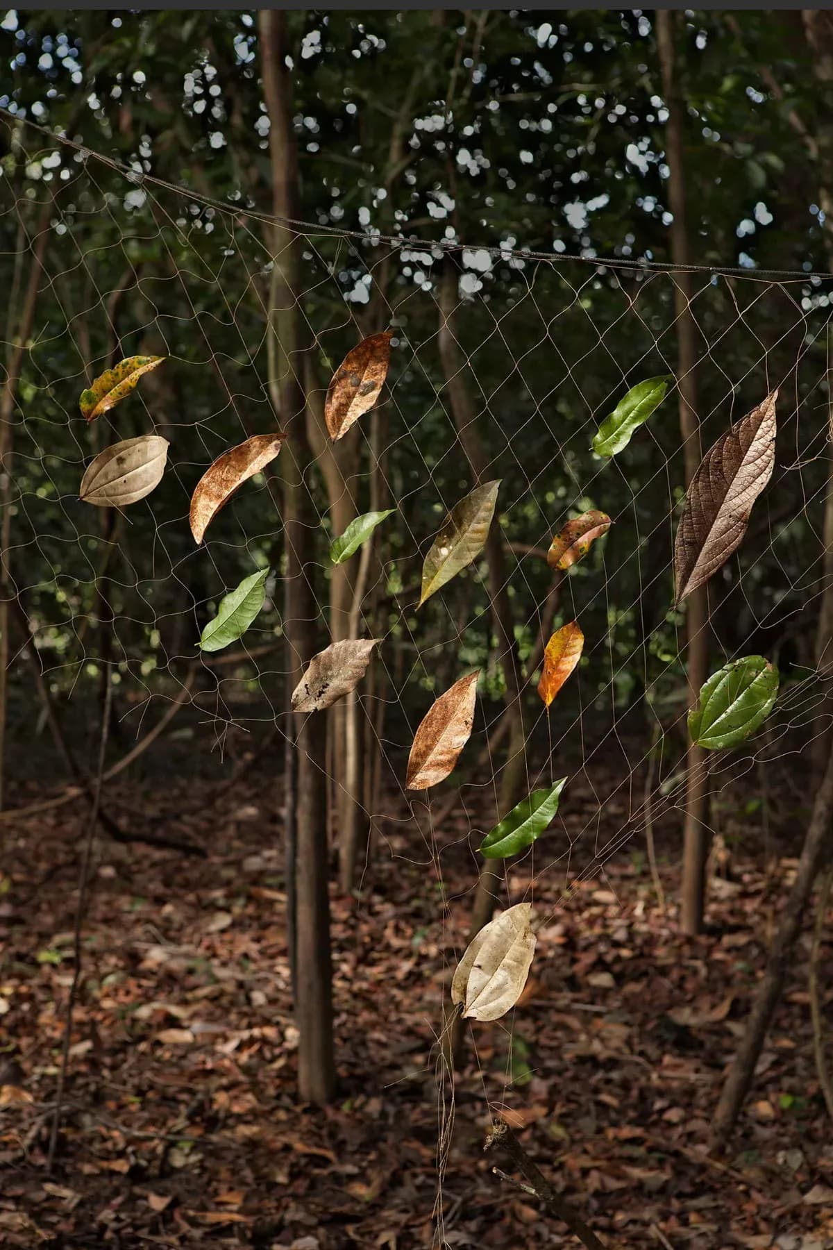 Rodrigo Braga — Decanto, 2011